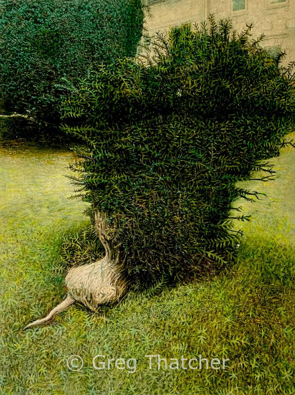 Dwarf Yew - Greg Thatcher Gallery