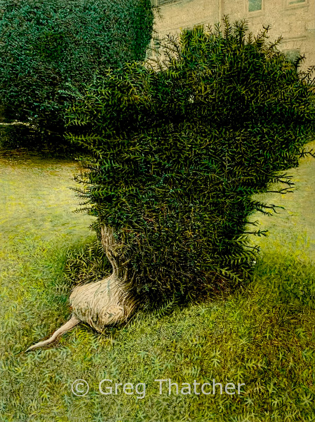 Dwarf Yew - Greg Thatcher Gallery