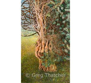 Yew Trees #62 - H + M