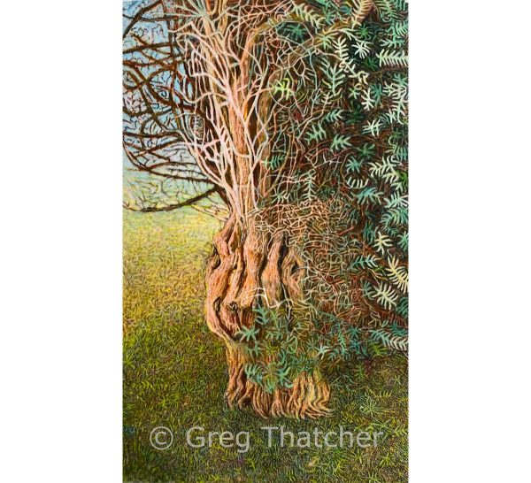 Yew Trees #62 - H + M